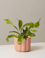 Load image into Gallery viewer, Staghorn Fern