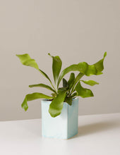 Load image into Gallery viewer, Staghorn Fern