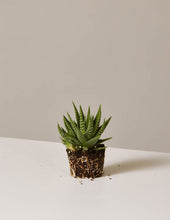 Load image into Gallery viewer, Haworthia Zebra