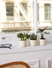 Load image into Gallery viewer, Haworthia Zebra