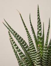 Load image into Gallery viewer, Haworthia Zebra