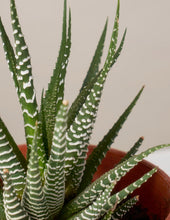Load image into Gallery viewer, Haworthia Zebra
