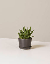 Load image into Gallery viewer, Haworthia Zebra