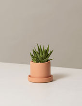 Load image into Gallery viewer, Haworthia Zebra