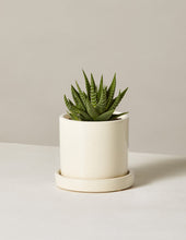 Load image into Gallery viewer, Haworthia Zebra