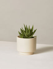 Load image into Gallery viewer, Haworthia Zebra