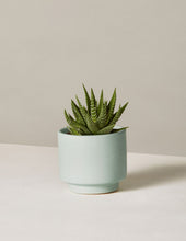 Load image into Gallery viewer, Haworthia Zebra