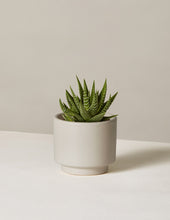 Load image into Gallery viewer, Haworthia Zebra