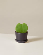 Load image into Gallery viewer, Hoya Heart Plant
