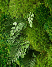Load image into Gallery viewer, Large Preserved Living Wall