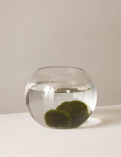 Load image into Gallery viewer, Marimo ‘Moss’ Ball