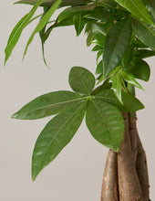 Load image into Gallery viewer, Money Tree Plant