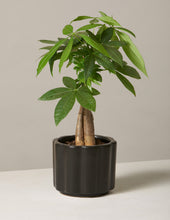 Load image into Gallery viewer, Money Tree Plant