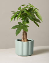 Load image into Gallery viewer, Money Tree Plant
