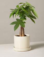 Load image into Gallery viewer, Money Tree Plant