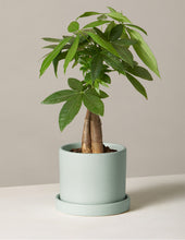 Load image into Gallery viewer, Money Tree Plant