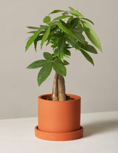 Load image into Gallery viewer, Money Tree Plant