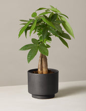 Load image into Gallery viewer, Money Tree Plant
