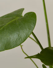 Load image into Gallery viewer, Monstera Deliciosa
