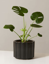 Load image into Gallery viewer, Monstera Deliciosa