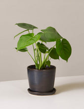 Load image into Gallery viewer, Monstera Deliciosa