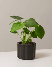 Load image into Gallery viewer, Monstera Deliciosa
