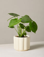 Load image into Gallery viewer, Monstera Deliciosa