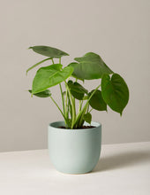 Load image into Gallery viewer, Monstera Deliciosa
