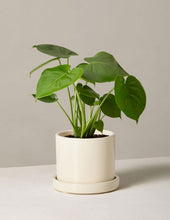 Load image into Gallery viewer, Monstera Deliciosa