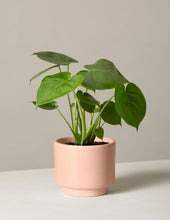 Load image into Gallery viewer, Monstera Deliciosa
