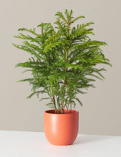 Load image into Gallery viewer, Norfolk Island Pine Tree