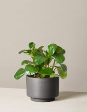 Load image into Gallery viewer, Peperomia Obtusifolia