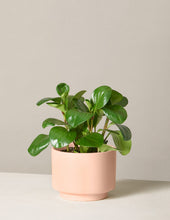 Load image into Gallery viewer, Peperomia Obtusifolia