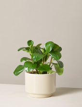 Load image into Gallery viewer, Peperomia Obtusifolia