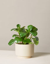 Load image into Gallery viewer, Peperomia Obtusifolia