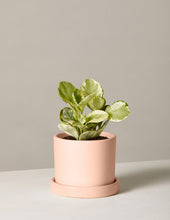 Load image into Gallery viewer, Peperomia Marble
