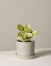 Load image into Gallery viewer, Peperomia Marble