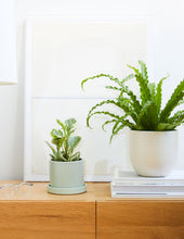 Load image into Gallery viewer, Peperomia Marble