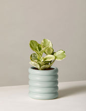 Load image into Gallery viewer, Peperomia Marble