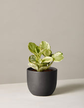 Load image into Gallery viewer, Peperomia Marble