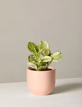 Load image into Gallery viewer, Peperomia Marble