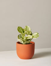 Load image into Gallery viewer, Peperomia Marble