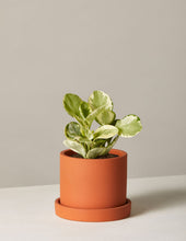 Load image into Gallery viewer, Peperomia Marble