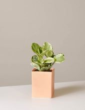Load image into Gallery viewer, Peperomia Marble