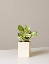 Load image into Gallery viewer, Peperomia Marble