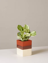 Load image into Gallery viewer, Peperomia Marble