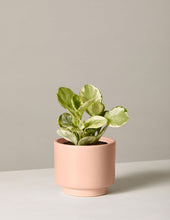 Load image into Gallery viewer, Peperomia Marble