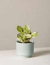 Load image into Gallery viewer, Peperomia Marble