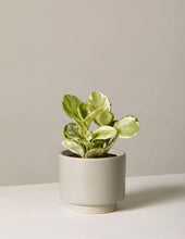 Load image into Gallery viewer, Peperomia Marble
