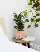 Load image into Gallery viewer, Pet-Friendly Plants: Monthly Subscription